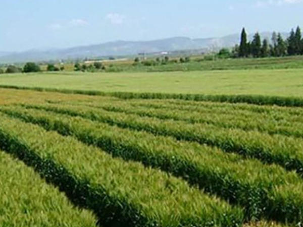 10 آلاف هكتار من الأراضي الدولية لفائدة حاملي الشهائد