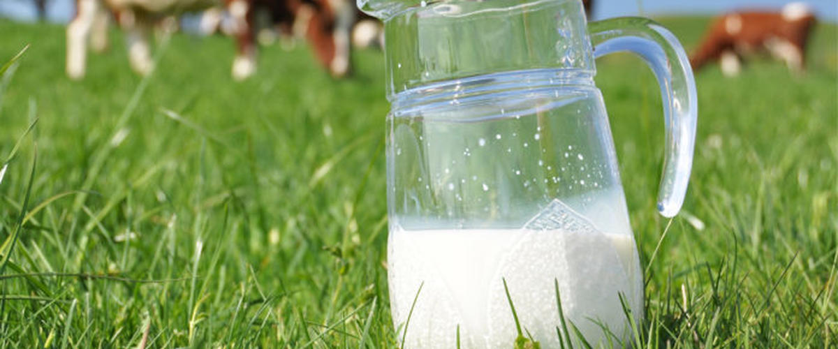 سعر اللتر من الحليب قد يصل إلى 2500 مليم (المصنّعون)