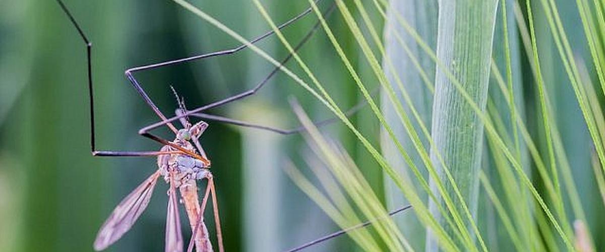 زغوان: وفاة رضيعة يُشتبه في إصابتها بحمّى غرب النيل