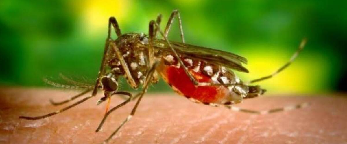 مستشفى الهوارية يستقبل 10 أطفال يشتبه في إصابتهم بحمى غرب