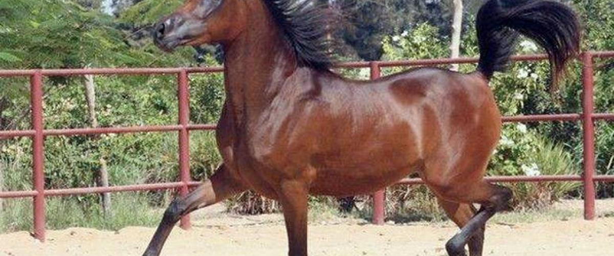 تونس تنظم أول مسابقة لجمال الخيول العربية الأصيلة