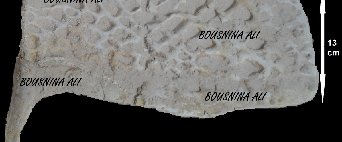 اكتشاف صفائح عظمية لتمساح عاش في تطاوين قبل 112 مليون سنة