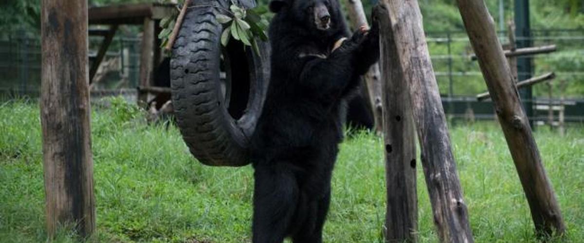 ضاع في الغابة فأنقذه دب من التجمد