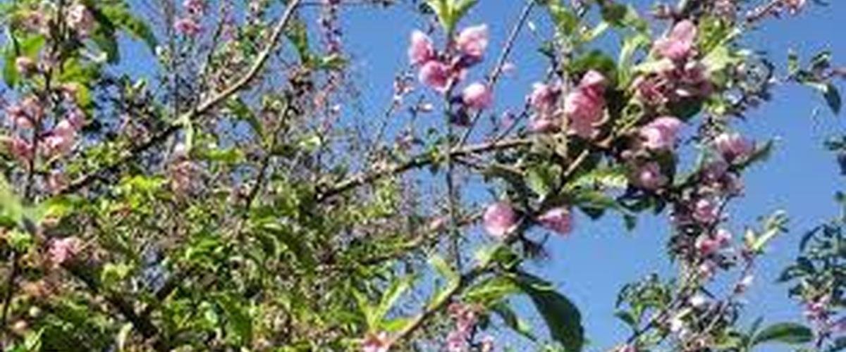 اليوم نزول "جمرة الهواء"